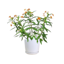 Tropical Milkweed